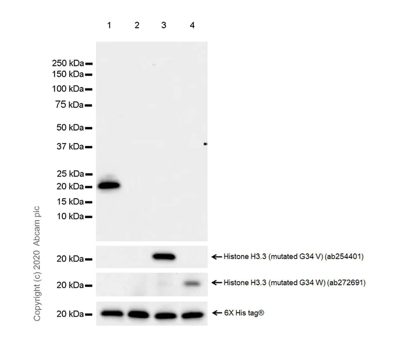 Western blot - Human Histone H3 (Mutated K27M, K36M) + Histone H3.3 (Mutated G34W, G34V, G34R) Antibody Panel (AB274411)