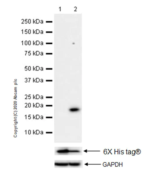 Western blot - Human Histone H3 (Mutated K27M, K36M) + Histone H3.3 (Mutated G34W, G34V, G34R) Antibody Panel (AB274411)
