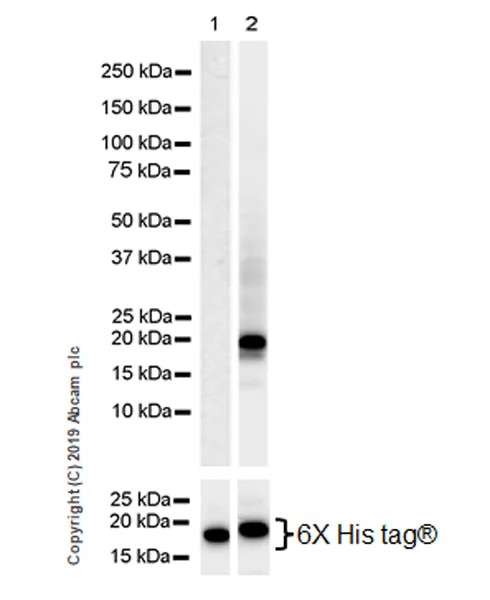 Western blot - Human Histone H3 (Mutated K27M, K36M) + Histone H3.3 (Mutated G34W, G34V, G34R) Antibody Panel (AB274411)