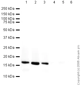 Western blot - Human Histone H3 peptide (AB12149)