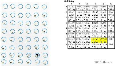 Dot Blot - Human Histone H3 (tri methyl K27) peptide (AB1782), expandable thumbnail
