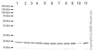 Western blot - Human Histone H3 (tri methyl K27) peptide (AB1782), expandable thumbnail
