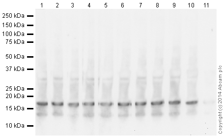 Western blot - Human Histone H3 (tri methyl K27) peptide (ab1782), expandable thumbnail