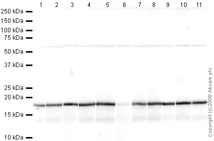 Western blot - Human Histone H3 (tri methyl K27) peptide (AB1782)