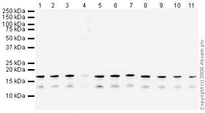 Western blot - Human Histone H3 (tri methyl K27) peptide (ab1782), expandable thumbnail
