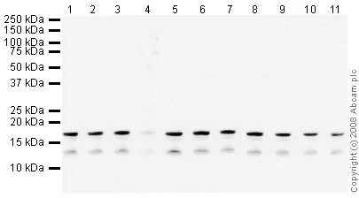 Western blot - Human Histone H3 (tri methyl K27) peptide (AB1782)
