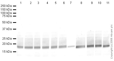 Western blot - Human Histone H3 (tri methyl K27) peptide (ab1782), expandable thumbnail