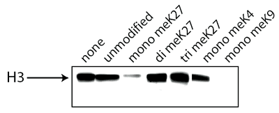 Western blot - Human Histone H3 (tri methyl K27) peptide (ab1782), expandable thumbnail