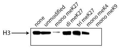 Western blot - Human Histone H3 (tri methyl K27) peptide (AB1782)