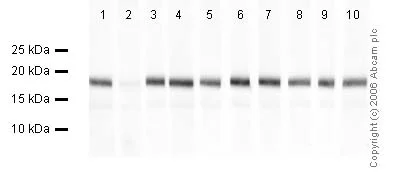 Western blot - Human Histone H3 (tri methyl K27) peptide (AB1782)