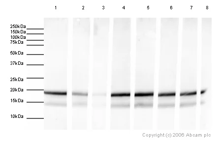 Western blot - Human Histone H3 (tri methyl K27) peptide (AB1782)