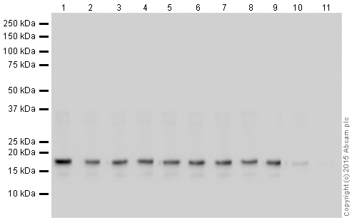 Western blot - Human Histone H3 (tri methyl K27) peptide (ab1782), expandable thumbnail