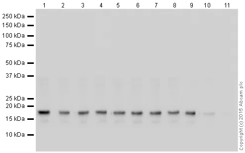 Western blot - Human Histone H3 (tri methyl K27) peptide (AB1782)