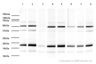 Western blot - Human Histone H3 (tri methyl K27) peptide (AB1782)