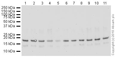 Western blot - Human Histone H3 (tri methyl K27) peptide (ab1782), expandable thumbnail