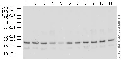 Western blot - Human Histone H3 (tri methyl K27) peptide (AB1782)