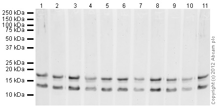 Western blot - Human Histone H3 (tri methyl K27) peptide (ab1782), expandable thumbnail