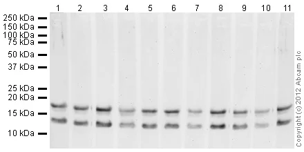 Western blot - Human Histone H3 (tri methyl K27) peptide (AB1782)