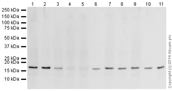 Western blot - Human Histone H3 (tri methyl K27) peptide (AB1782)