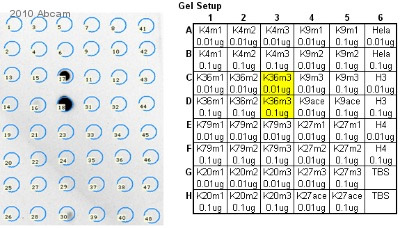 Dot Blot - Human Histone H3 (tri methyl K36) peptide (AB1785)