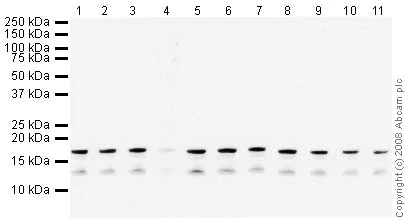 Western blot - Human Histone H3 (tri methyl K36) peptide (AB1785)