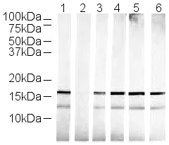 Western blot - Human Histone H3 (tri methyl K36) peptide (AB1785)