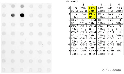 Dot Blot - Human Histone H3 (tri methyl K4) peptide (AB1342)