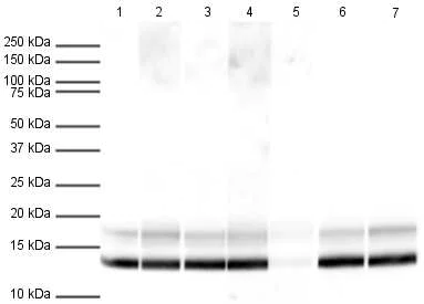 Western blot - Human Histone H3 (tri methyl K4) peptide (AB1342)