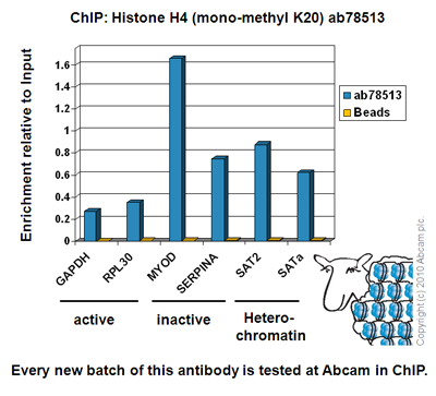 ChIP - Human Histone H3 (tri methyl K9) peptide (AB1773)