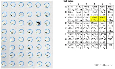 Dot Blot - Human Histone H3 (tri methyl K9) peptide (AB1773)
