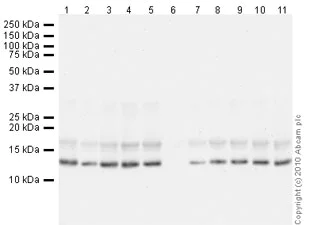 Western blot - Human Histone H3 (tri methyl K9) peptide (AB1773)