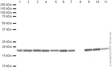 Western blot - Human Histone H3 (tri methyl K9) peptide (AB1773)