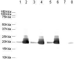 Western blot - Human Histone H3 (unmodified) peptide (ab7228), expandable thumbnail