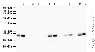Western blot - Human Histone H3 (unmodified) peptide (ab7228), expandable thumbnail