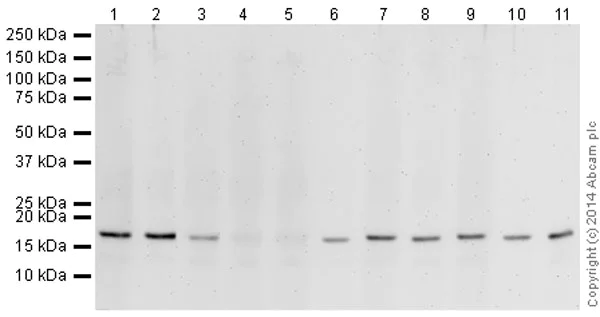 Western blot - Human Histone H3 (unmodified) peptide (AB7228)