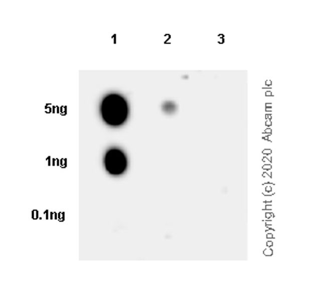 Dot Blot - Human Histone H3.3 (Mutated G34W, G34V, G34R) Antibody Panel (ab274410), expandable thumbnail
