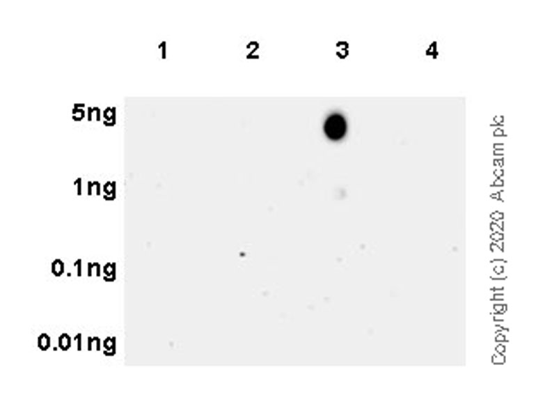 Dot Blot - Human Histone H3.3 (Mutated G34W, G34V, G34R) Antibody Panel (ab274410), expandable thumbnail