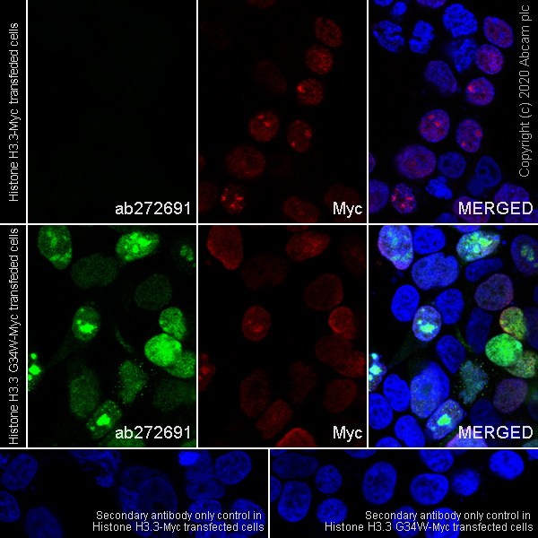 Immunocytochemistry/ Immunofluorescence - Human Histone H3.3 (Mutated G34W, G34V, G34R) Antibody Panel (ab274410), expandable thumbnail