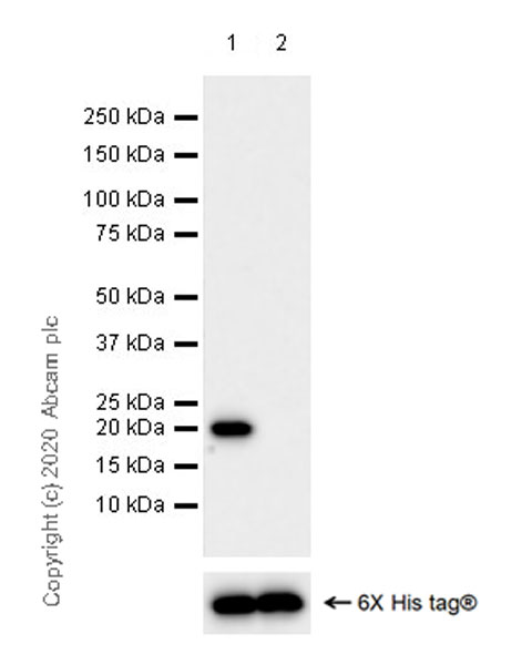 Western blot - Human Histone H3.3 (Mutated G34W, G34V, G34R) Antibody Panel (AB274410), expandable thumbnail