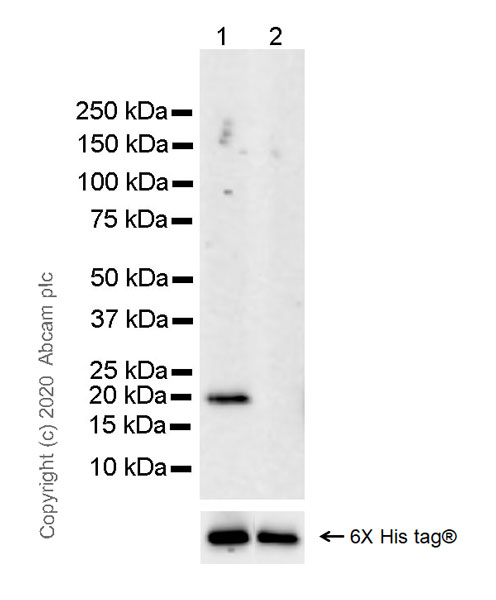 Western blot - Human Histone H3.3 (Mutated G34W, G34V, G34R) Antibody Panel (ab274410), expandable thumbnail
