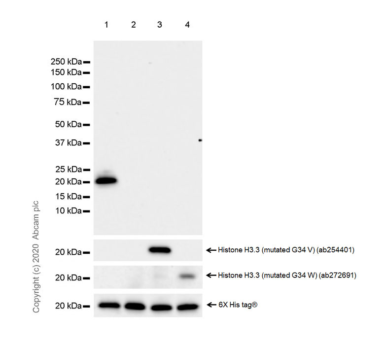 Western blot - Human Histone H3.3 (Mutated G34W, G34V, G34R) Antibody Panel (ab274410), expandable thumbnail