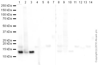 Western blot - Human Histone H4 peptide (AB13843), expandable thumbnail