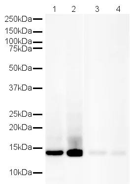 Western blot - Human Histone H4 peptide (AB13843)