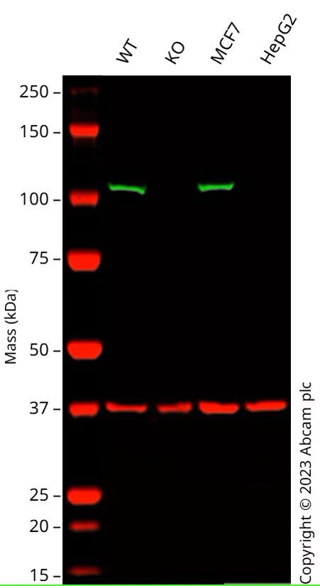 Western blot - Human HK1 (Hexokinase 1) knockout HEK-293 cell line (AB262477)