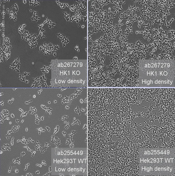 Cell Culture - Human HK1 (Hexokinase 1) knockout HEK-293T cell line (AB267279)