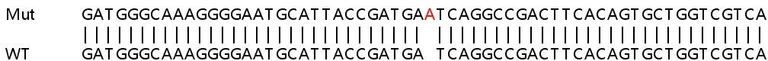 Sanger Sequencing - Human HK1 (Hexokinase 1) knockout HEK-293T cell line (AB267279)