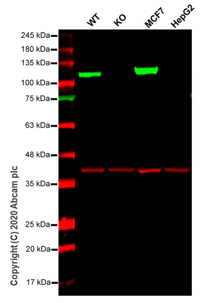 Western blot - Human HK1 (Hexokinase 1) knockout HEK-293T cell line (AB267279)