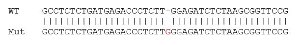 Sanger Sequencing - Human HK2 (Hexokinase II) knockout HCT116 cell line (AB273721)