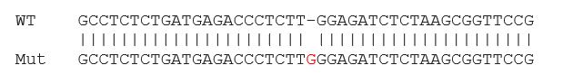 Sanger Sequencing - Human HK2 (Hexokinase II) knockout HCT116 cell lysate (AB275250), expandable thumbnail