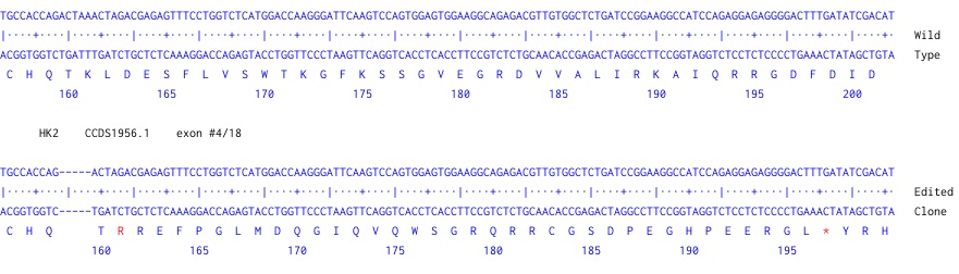 Next Generation Sequencing - Human HK2 (Hexokinase II) knockout HEK-293 cell line (AB269485), expandable thumbnail